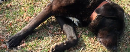 Tizón, el perro que finge estar enfermo para que le acaricien Tizón, el perro que finge estar enfermo para que le acaricien
