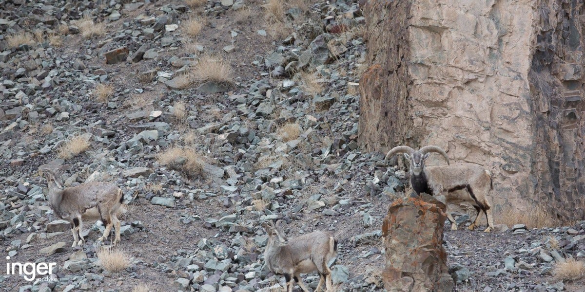 Leopardo de las nieves camuflado