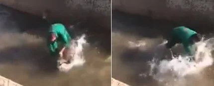 Un hombre golpea y ahoga a un jabalí Un hombre golpea y ahoga a un jabalí