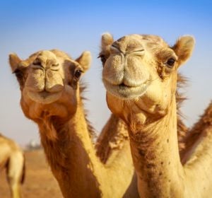 Camellos Camellos