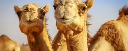 Camellos Camellos
