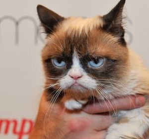 Grumpy Cat, la gata gruñona Grumpy Cat, la gata gruñona