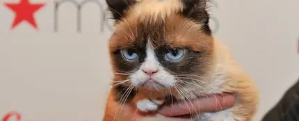 Grumpy Cat, la gata gruñona Grumpy Cat, la gata gruñona