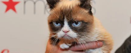 Grumpy Cat, la gata gruñona Grumpy Cat, la gata gruñona