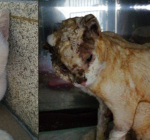 Antes y después de Olaf Antes y después de Olaf