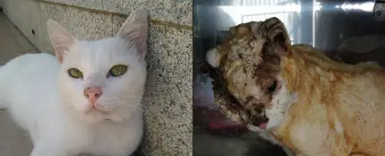 Antes y después de Olaf Antes y después de Olaf