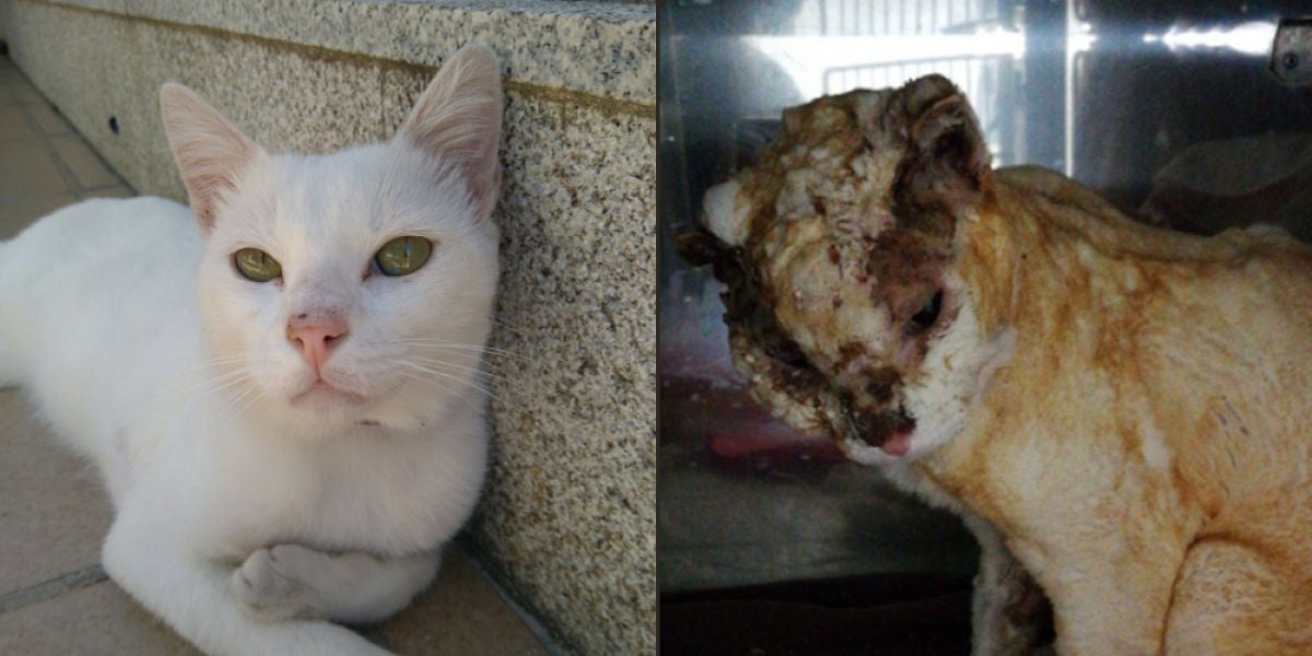 Antes y después de Olaf