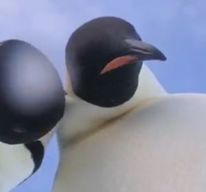 Dos pingüinos se hacen un 'selfie' involuntario Dos pingüinos se hacen un 'selfie' involuntario