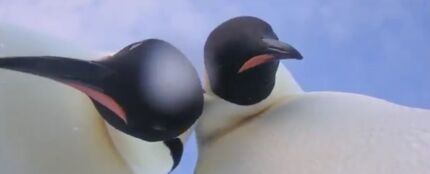 Dos pingüinos se hacen un &#39;selfie&#39; involuntario