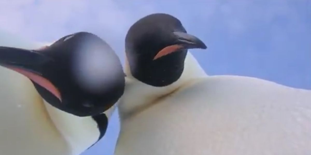 Dos pingüinos se hacen un 'selfie' involuntario
