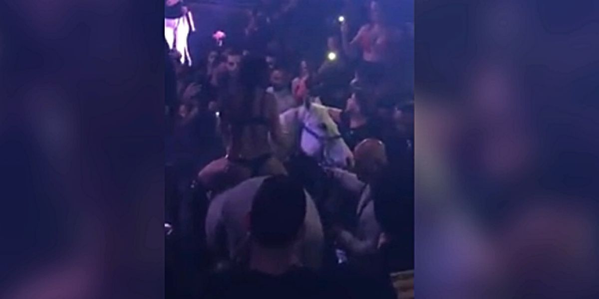 Meten un caballo en una discoteca de Miami