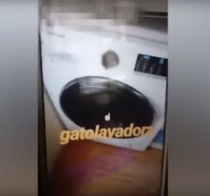 Imagen del vídeo del gato en el interior de la lavadora Imagen del vídeo del gato en el interior de la lavadora