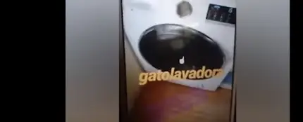 Imagen del vídeo del gato en el interior de la lavadora Imagen del vídeo del gato en el interior de la lavadora