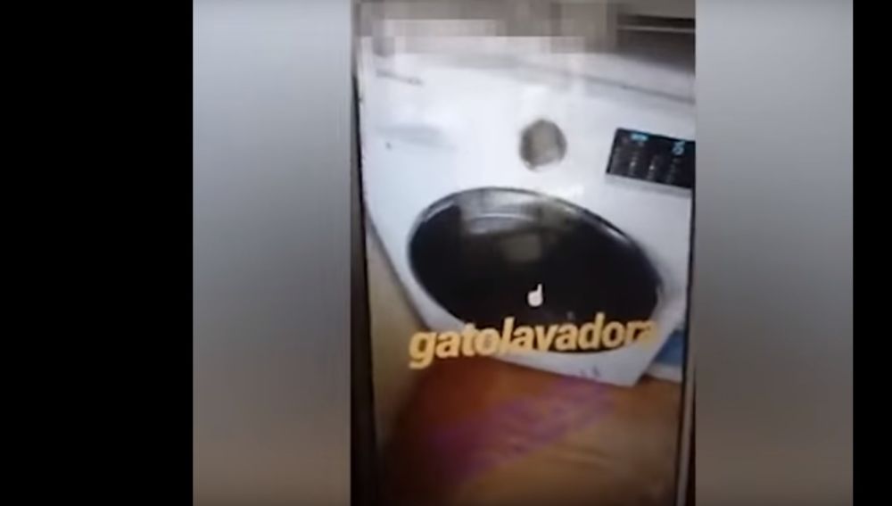 Imagen del vídeo del gato en el interior de la lavadora