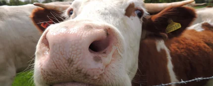 Vaca Vaca