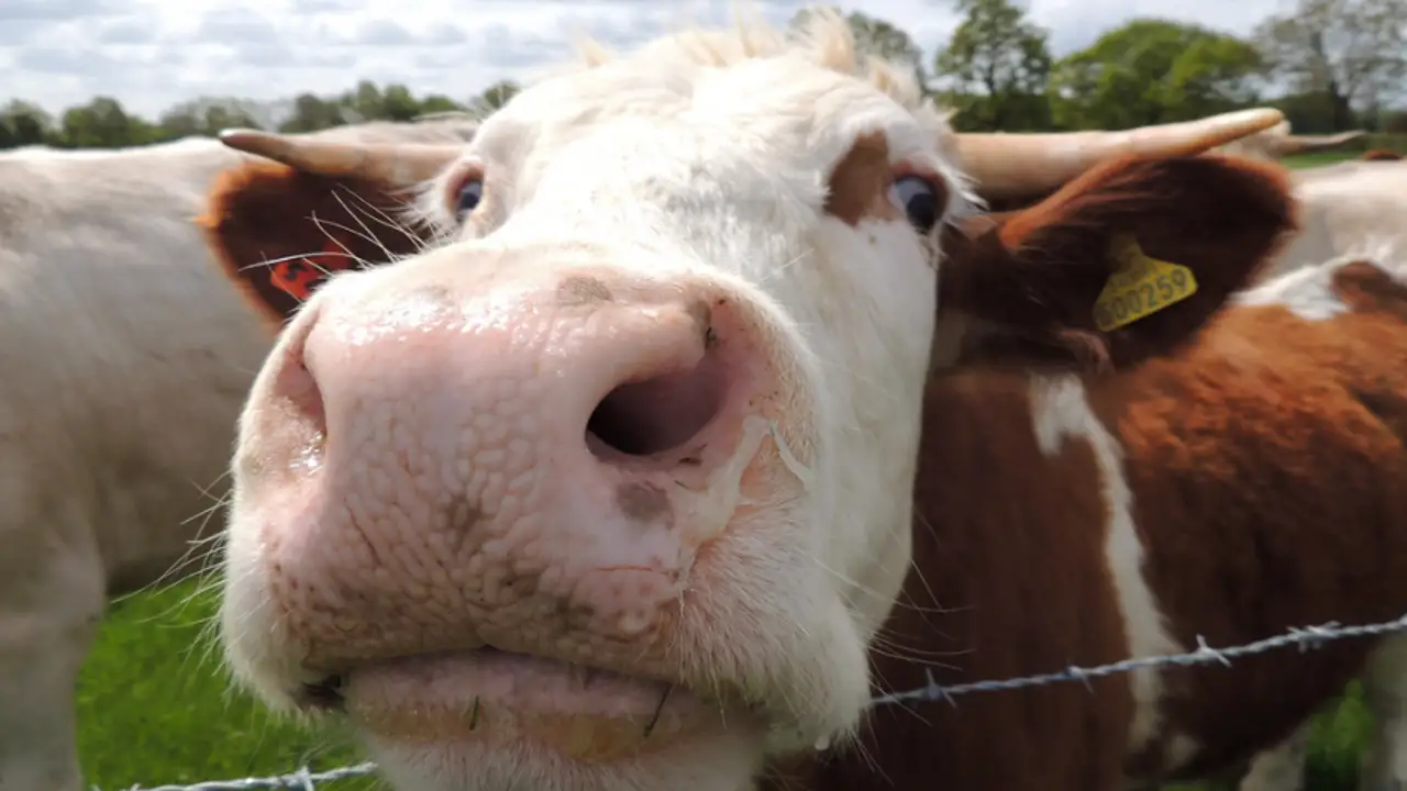 Vaca Vaca