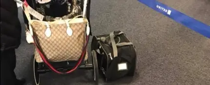 El transportín donde viajaba Papito El transportín donde viajaba Papito