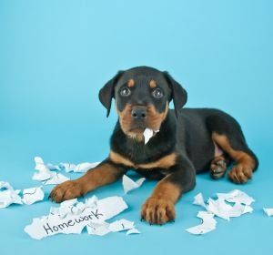Perro Perro