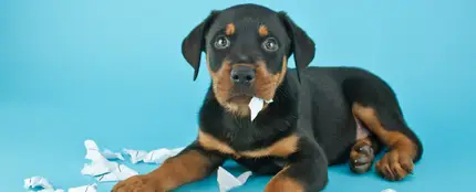 Perro Perro