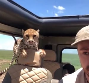 Un guepardo se cuela dentro del jeep de un turista Un guepardo se cuela dentro del jeep de un turista