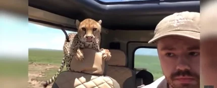 Un guepardo se cuela dentro del jeep de un turista Un guepardo se cuela dentro del jeep de un turista