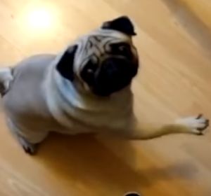 Multa de 900 euros por enseñarle a su perro el saludo nazi y publicarlo en las redes Multa de 900 euros por enseñarle a su perro el saludo nazi y publicarlo en las redes