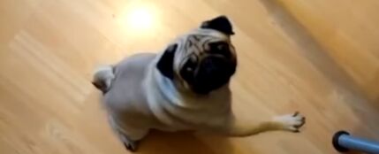 Multa de 900 euros por enseñarle a su perro el saludo nazi y publicarlo en las redes 