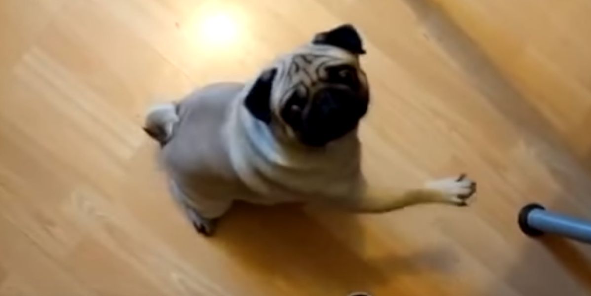 Multa de 900 euros por enseñarle a su perro el saludo nazi y publicarlo en las redes