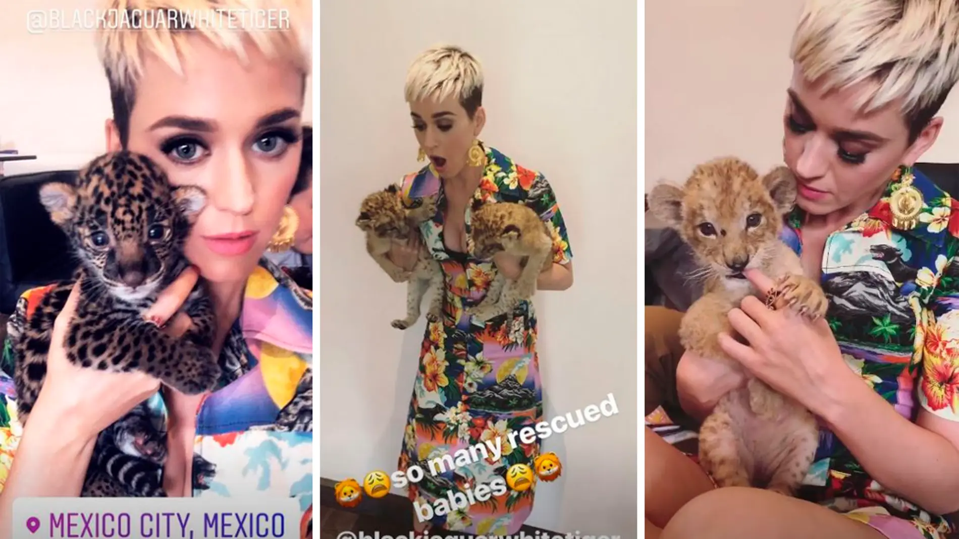 Katy Perry posa con unos felinos cachorros 