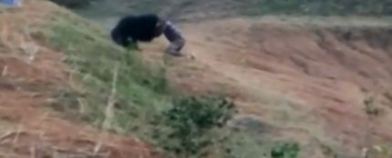 Un oso mata a un taxista en India