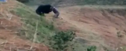 Un oso mata a un taxista en India Un oso mata a un taxista en India