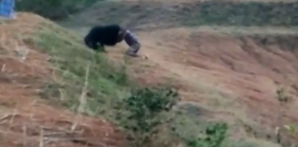 Un oso mata a un taxista en India