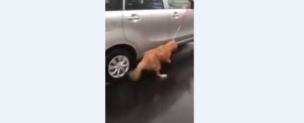 Arrastran a un perro atado a un coche bajo la lluvia