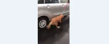 Arrastran a un perro atado a un coche bajo la lluvia Arrastran a un perro atado a un coche bajo la lluvia