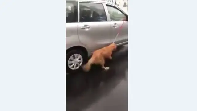 Arrastran a un perro atado a un coche bajo la lluvia