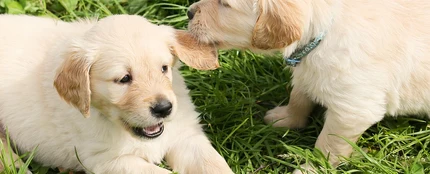 Golpear y recortarle las orejas a un perro cachorro no es delito, según una sentencia judicial Golpear y recortarle las orejas a un perro cachorro no es delito, según una sentencia judicial