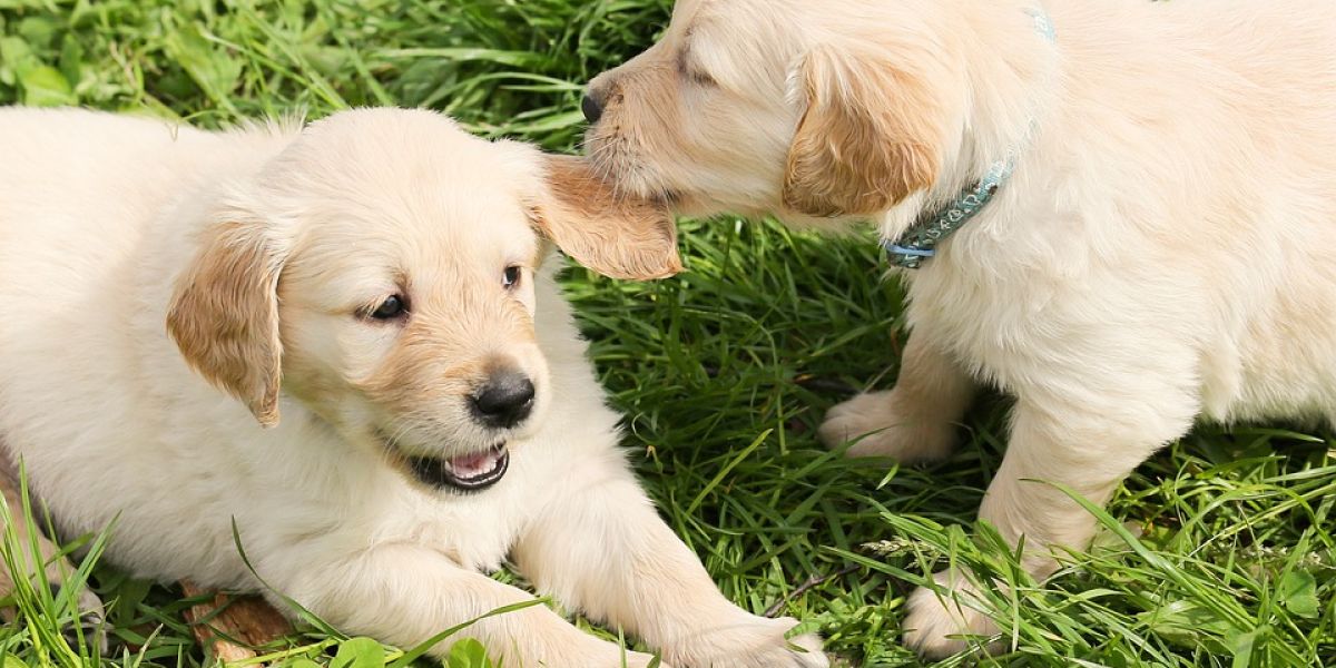Imagen de archivo de cachorros