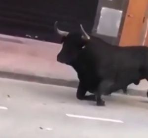 Un toro en los festejos de Vila Real Un toro en los festejos de Vila Real