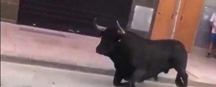 Un toro en los festejos de Vila Real
