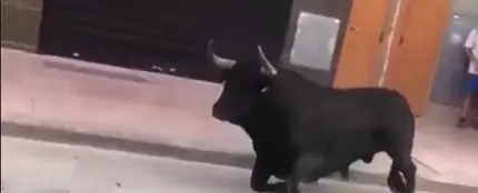 Un toro en los festejos de Vila Real Un toro en los festejos de Vila Real