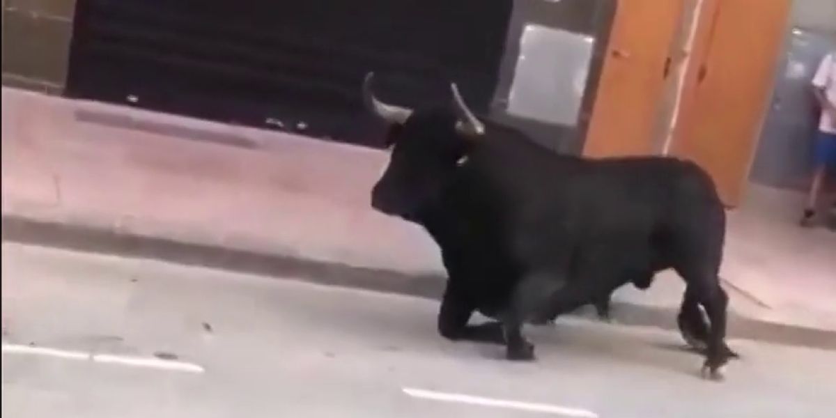 Un toro en los festejos de Vila Real