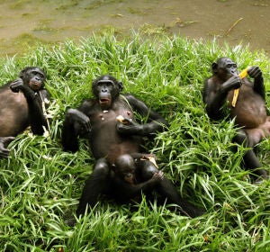 Chimpancé en un nido Chimpancé en un nido