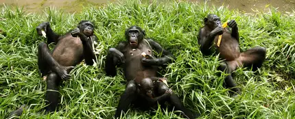 Chimpancé en un nido Chimpancé en un nido