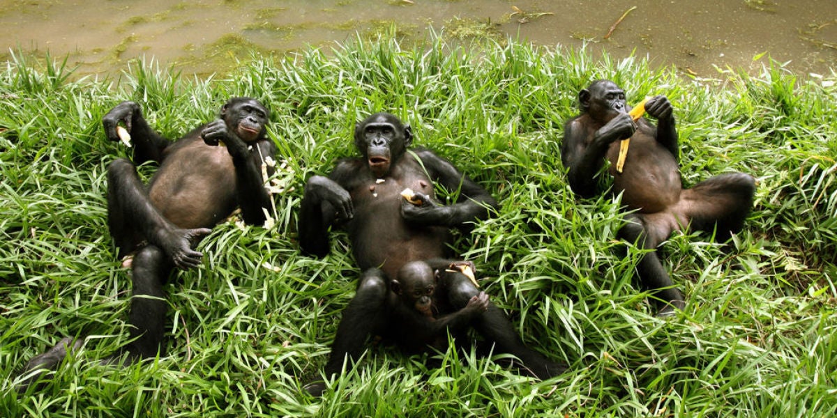 Chimpancé en un nido