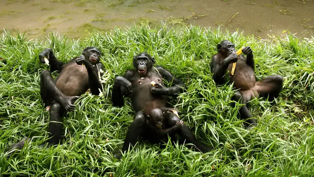 Chimpancé en un nido