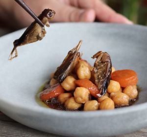 Insectos para comer Insectos para comer