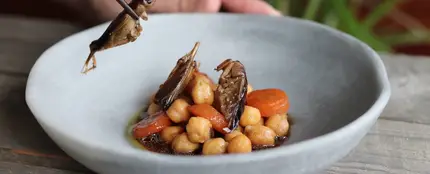 Insectos para comer Insectos para comer