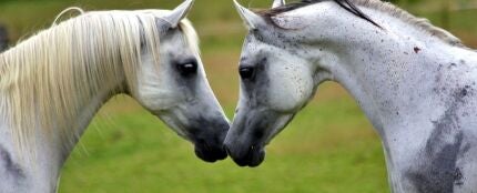 Dos caballos