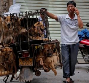 China celebra su festival anual de carne de perro pese a las advertencias de riesgo para salud China celebra su festival anual de carne de perro pese a las advertencias de riesgo para salud