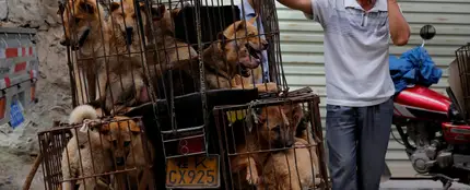 China celebra su festival anual de carne de perro pese a las advertencias de riesgo para salud China celebra su festival anual de carne de perro pese a las advertencias de riesgo para salud